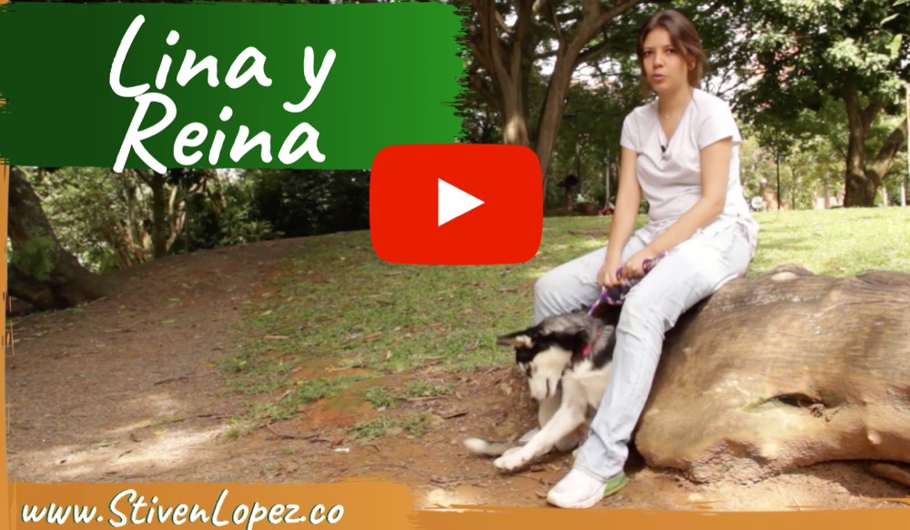Reina, husky siberiana, tranquila junto a Lina tras superar la ansiedad por separación con Huellas