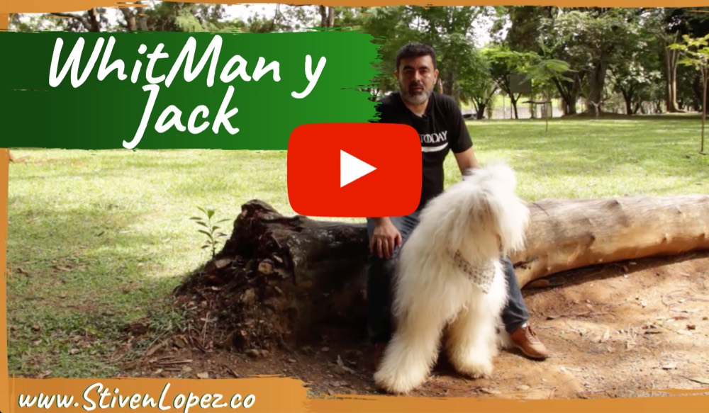 Jack, perro ovejero, en un paseo tranquilo de descompresión en el parque junto a WhitMan